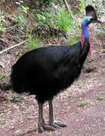 cassowary